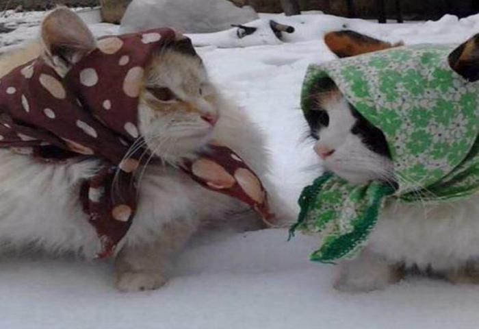 Tingkah Kucing Ini Sangat Menggemaskan Sekali!